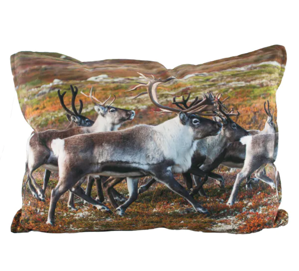 Hovedbilde Velourpute, Reinsdyrflokk