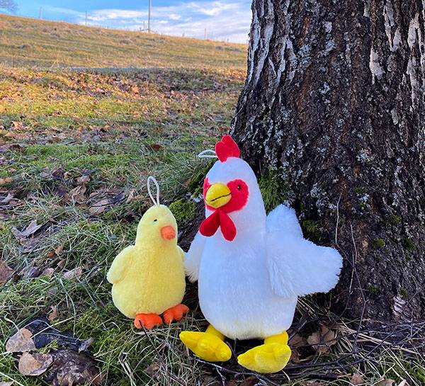 Hovedbilde Hvit høne